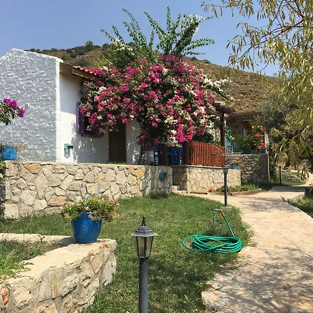 Koy Evi * Паламутбуку