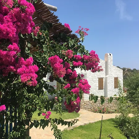 Koy Evi